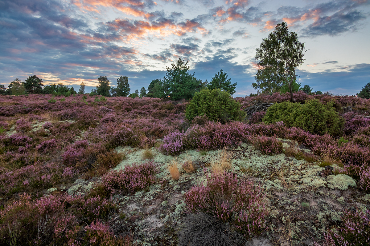 Abends in der Heide