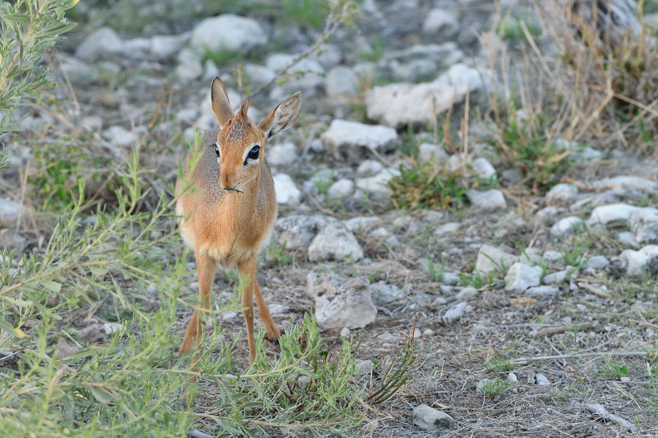 Damara Dikdik