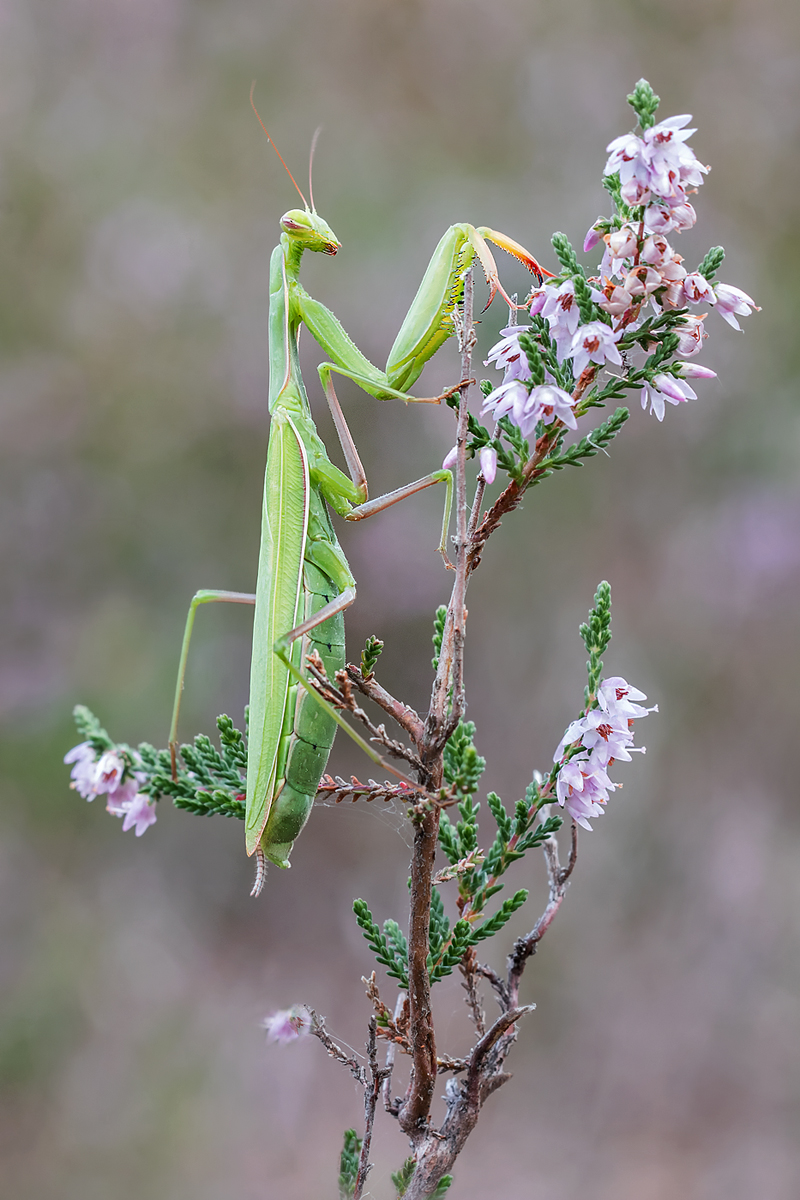 ....und noch eine Mantis...