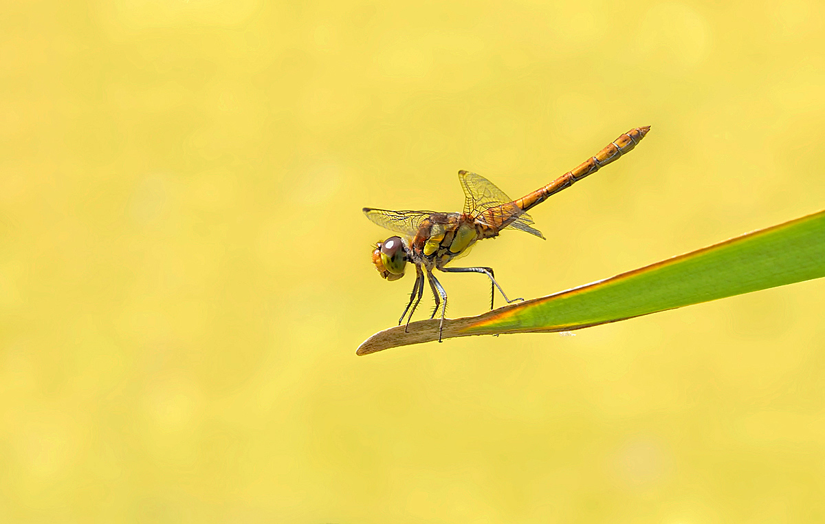 Sympetrum striolatum