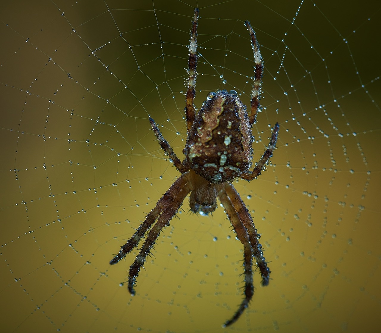 Kreuzspinne im Morgentau