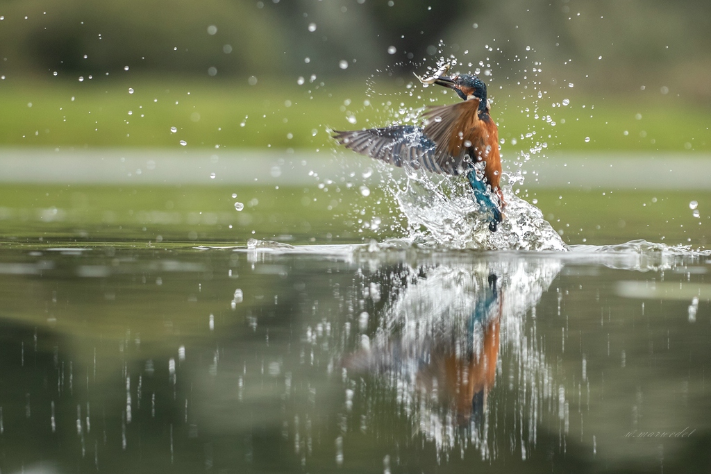 Eisvogel