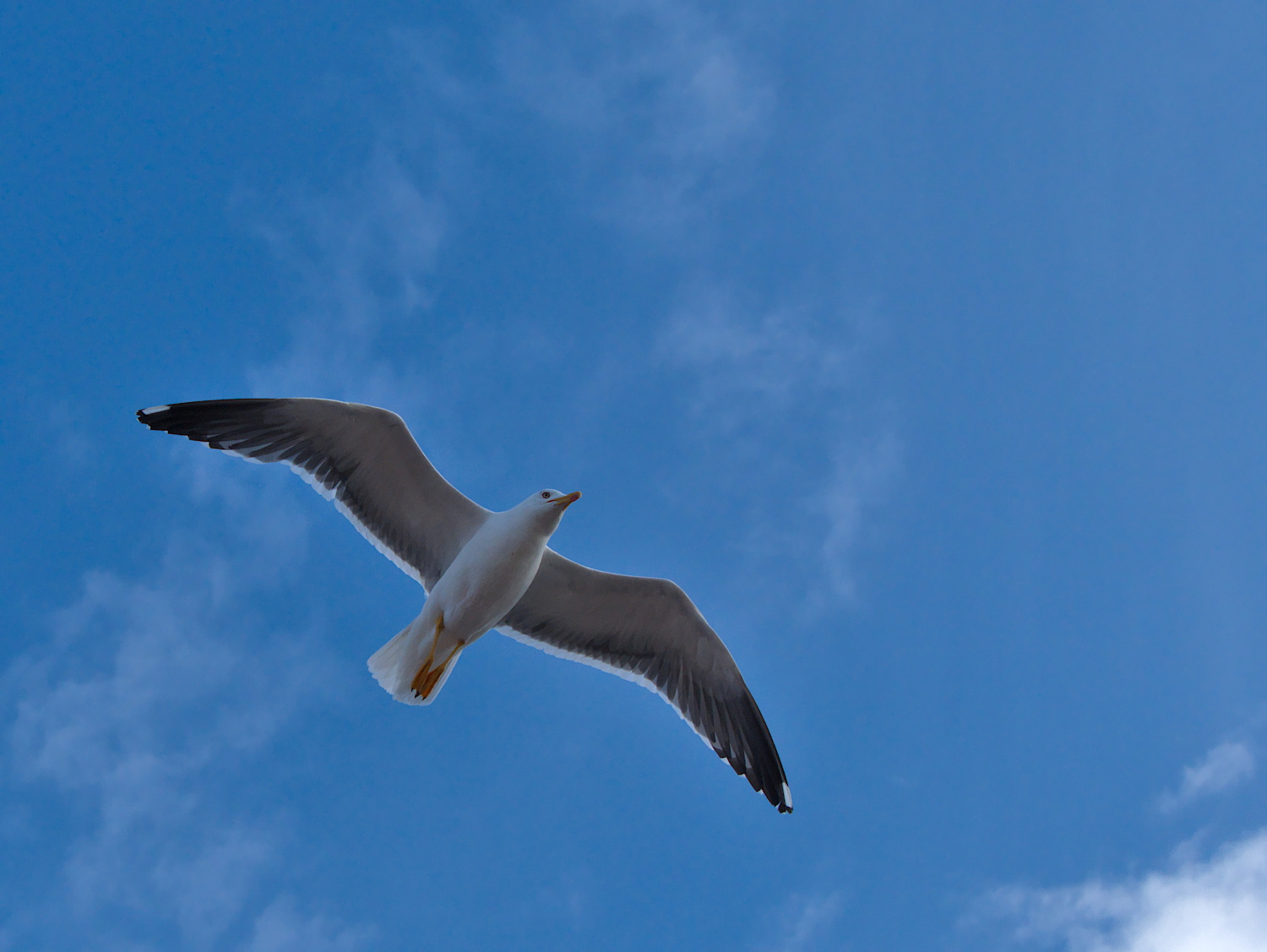 Heringsmöwe im Flug