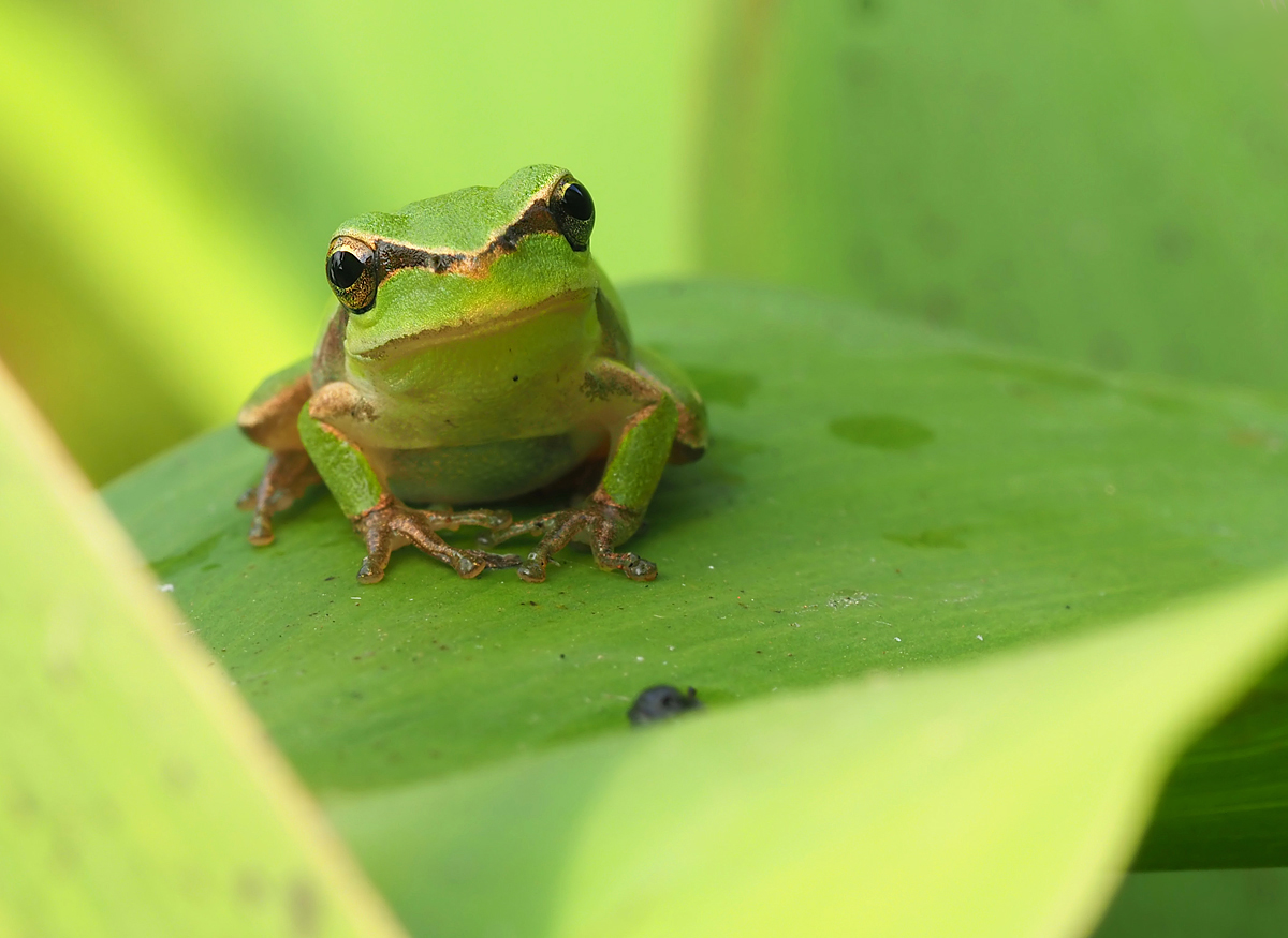 Frosch Frontale