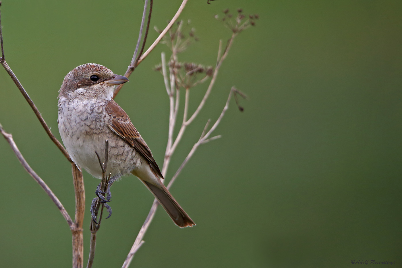 Neuntöter (Lanius collurio)  Mädl