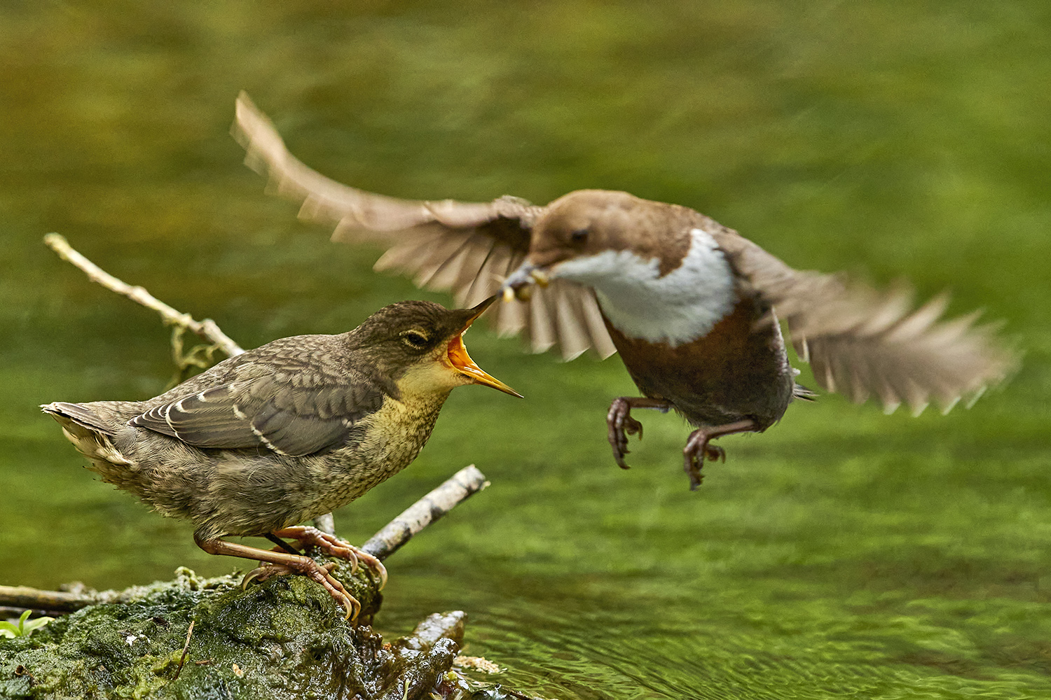 Wasseramsel bei der Fütterung