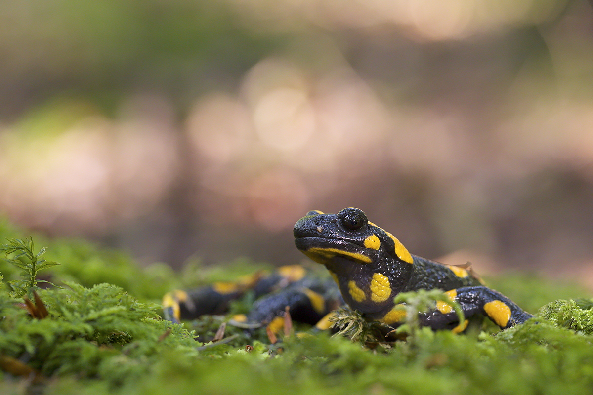 Feuersalamander