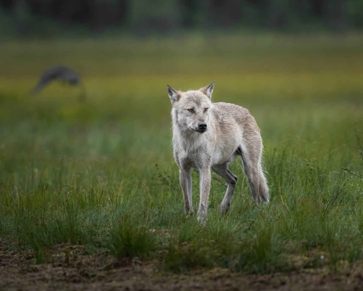 Wolf im natürlichen Habitat