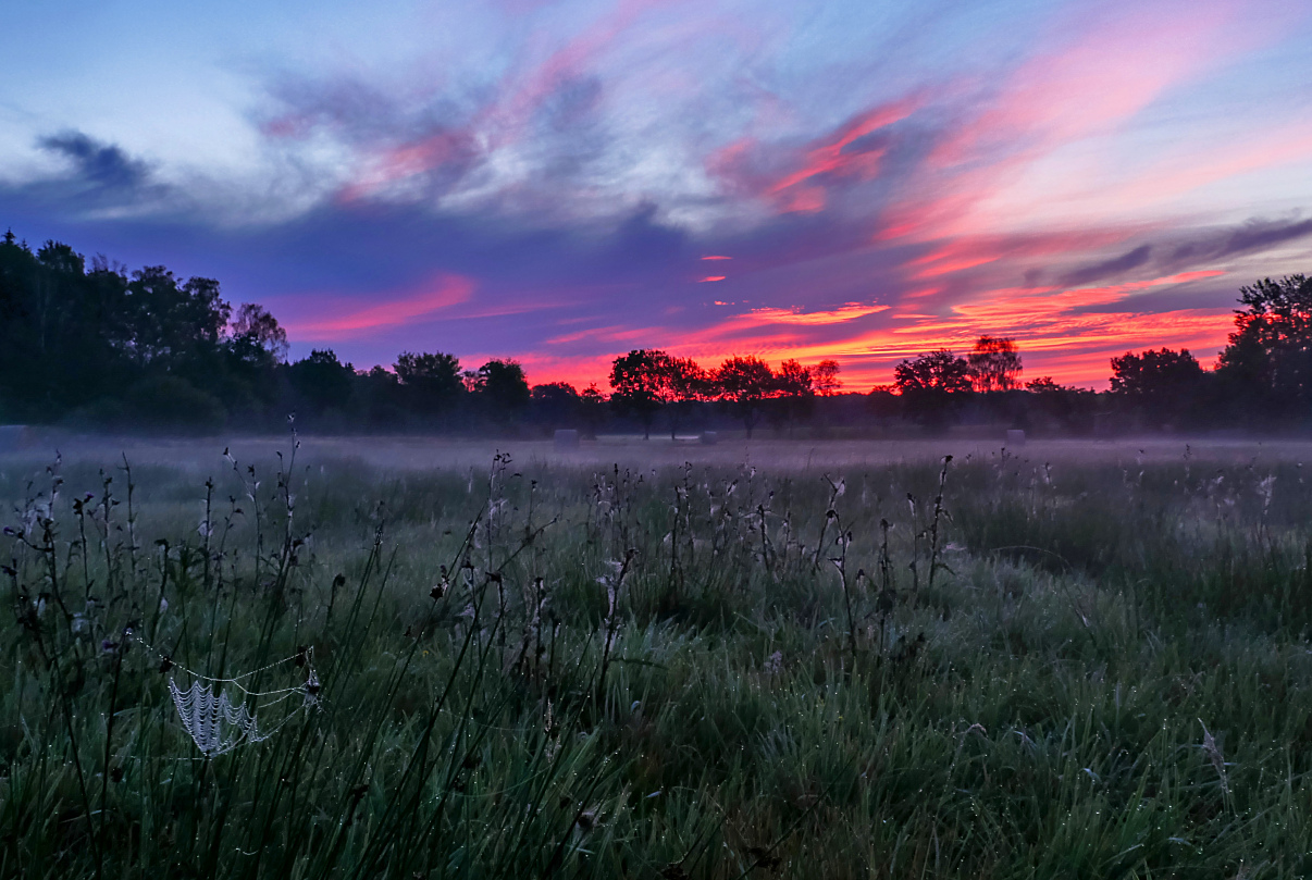 Morgenrot, Nebel und Spinnetze, eine gute Kombi