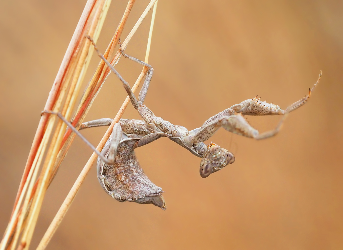 Ameles spallanzania im Gras