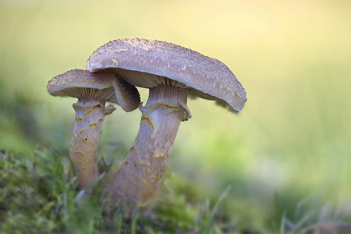 Zwei Pilze im Abendlicht