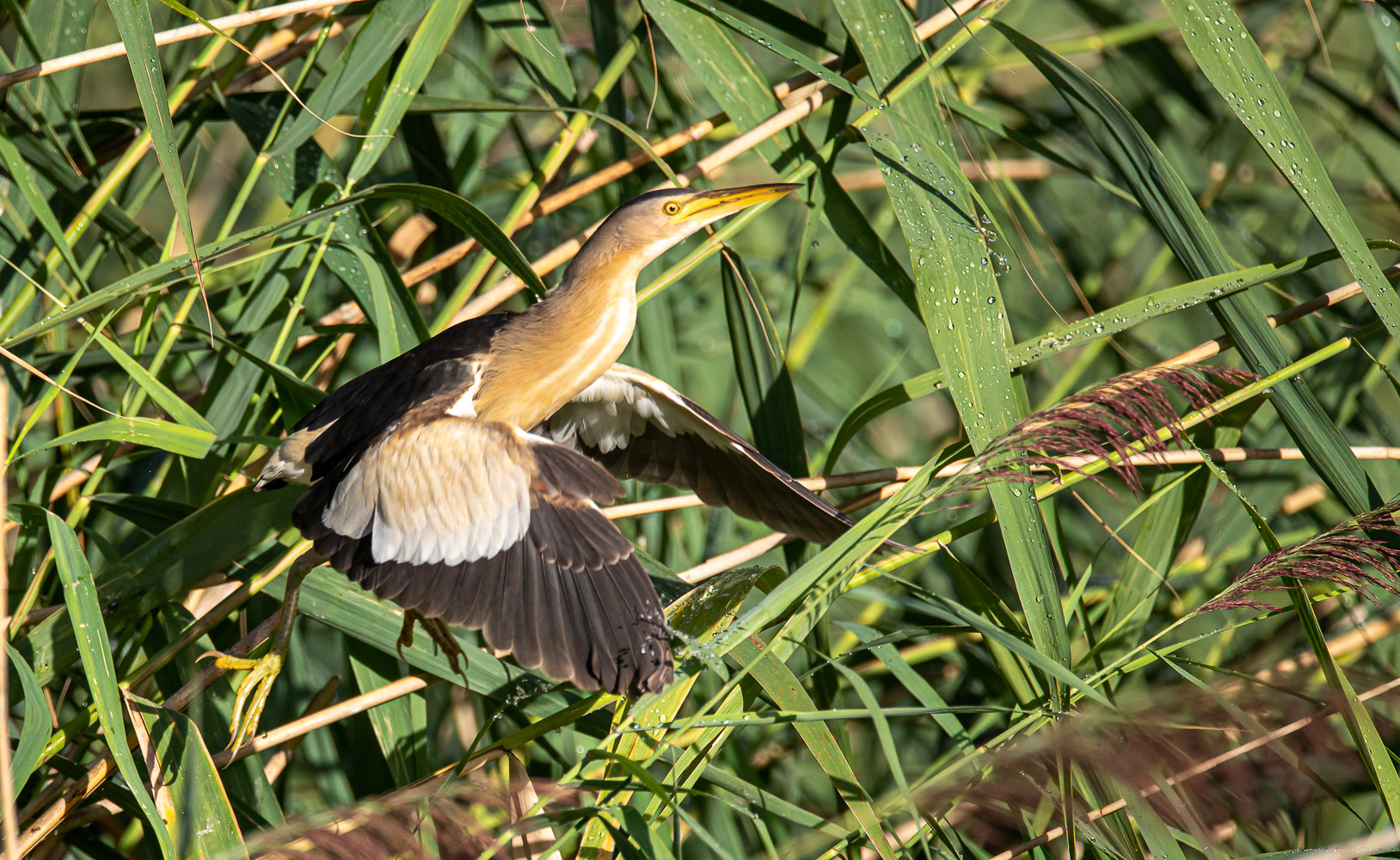 Take-off