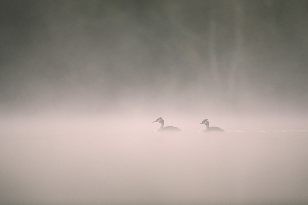 morgens am See