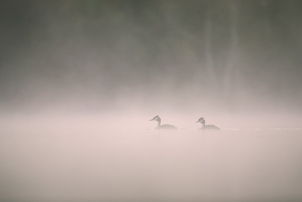 morgens am See