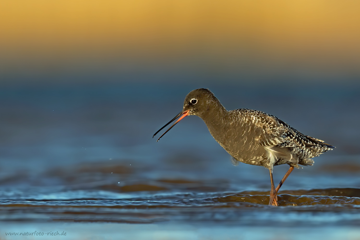 Dunkler Wasserläufer