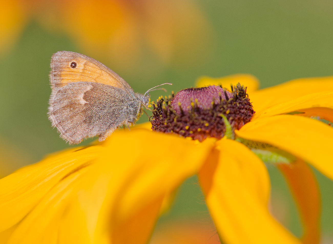 Auf der Sonnenhutblüte