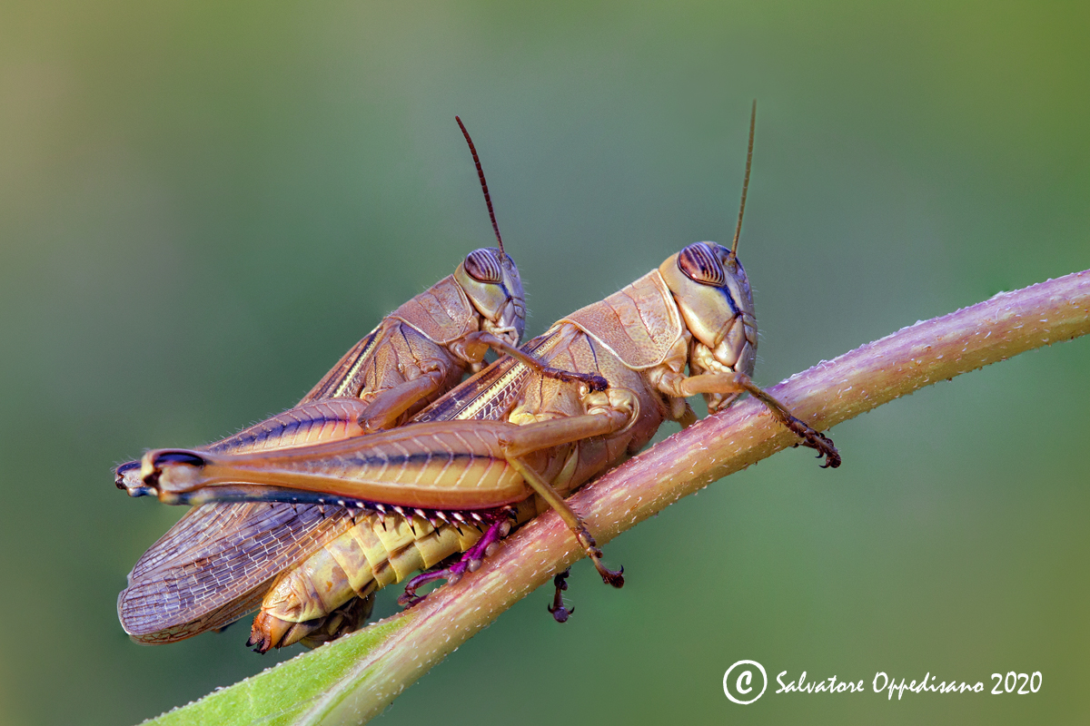 Orthoptera