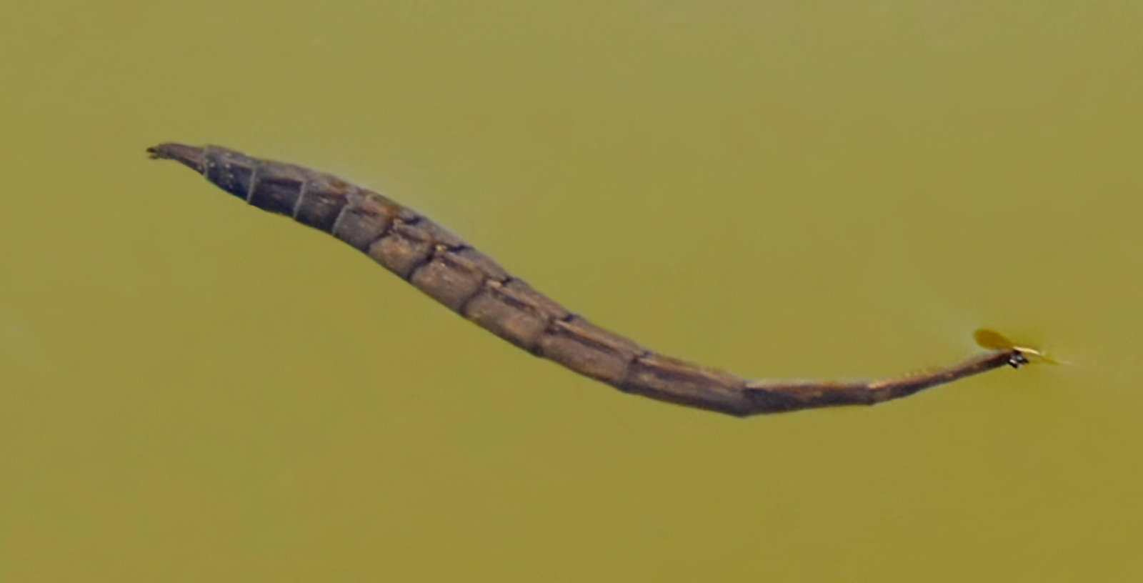 34+ Braune Kleine Larven Im Teich, Sollten im teich fische sterben,