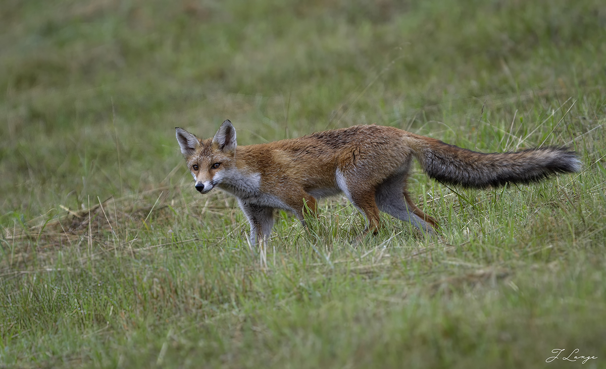 Jungfuchs auf Beutefang