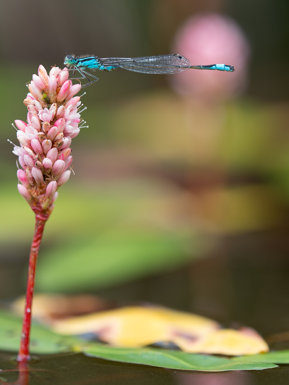 Kleines Glück mit Großer Pechlibelle