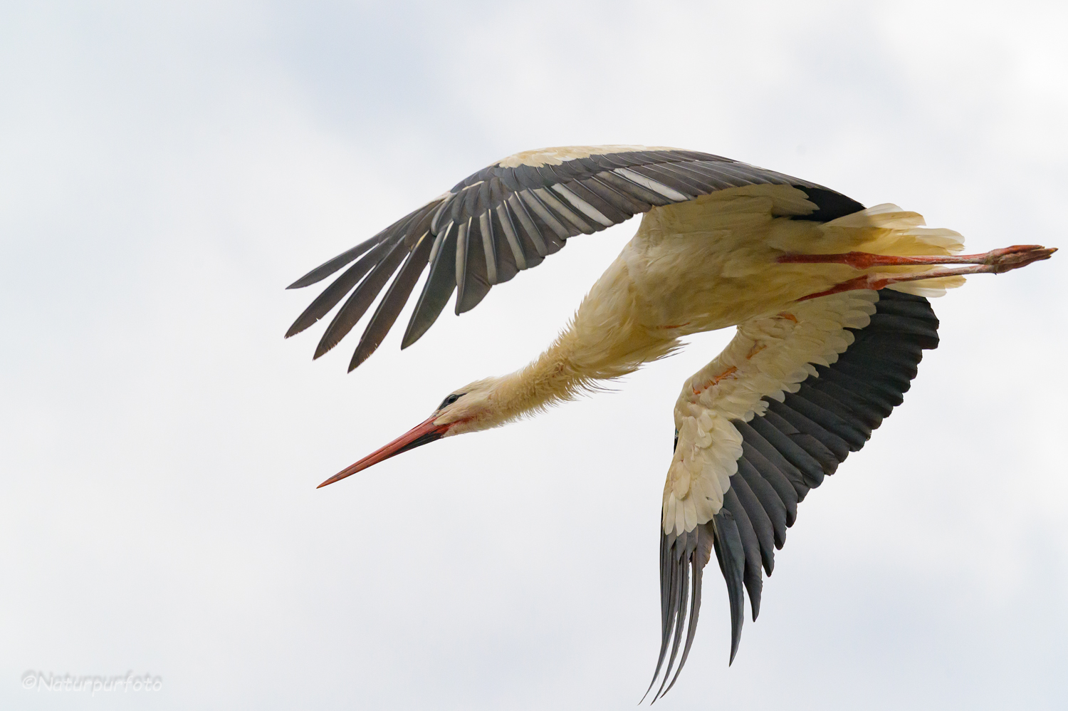 Weißstorch im (Ab-) Flug