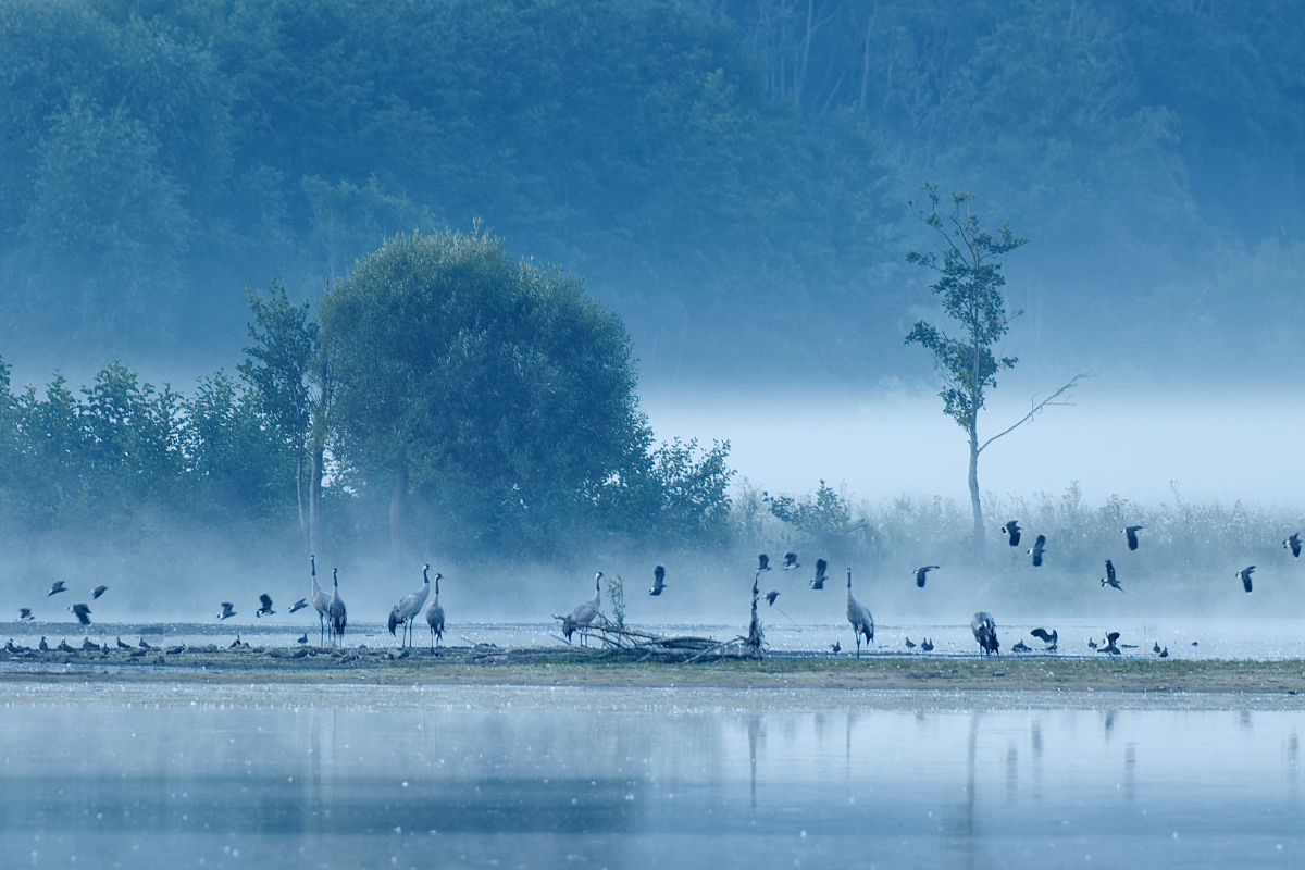 Von Kranichen und Kibitzen im Morgendunst