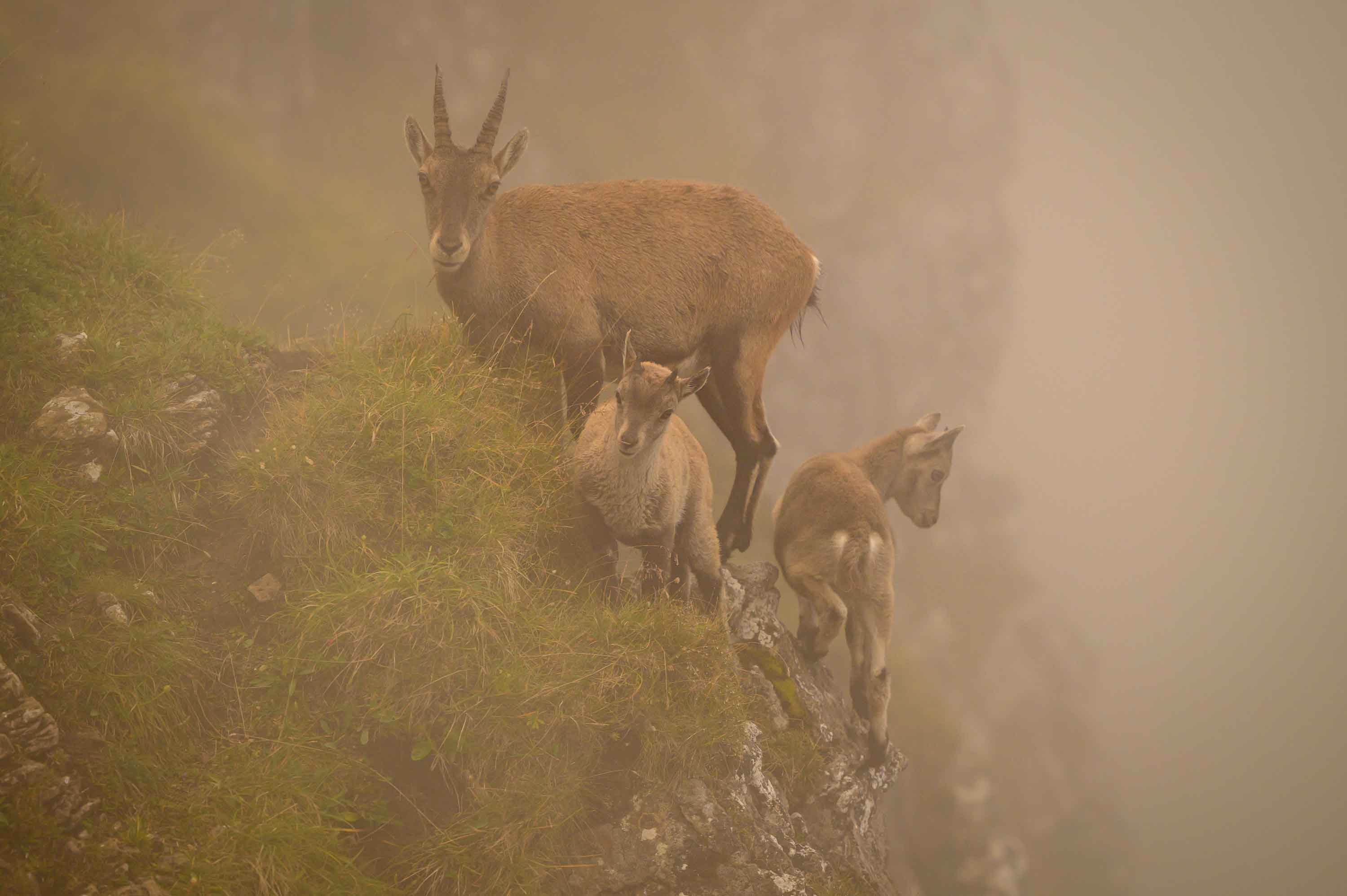 Steingeiss und Kitze im Nebel (bzw. in den Wolken)