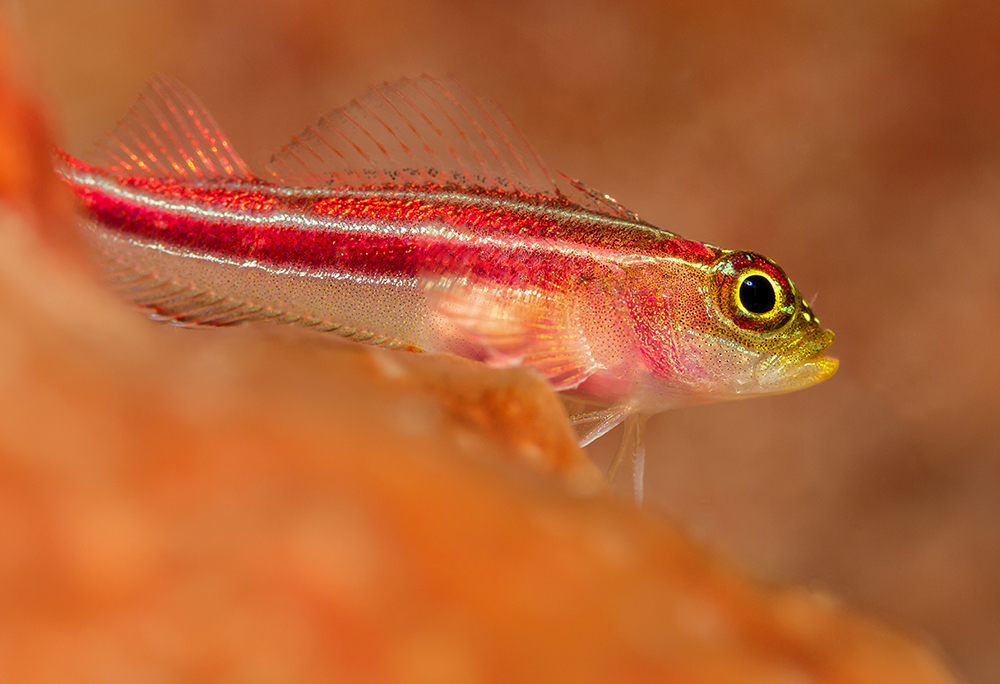 Gestreifter Dreiflosser Helcogramma striata