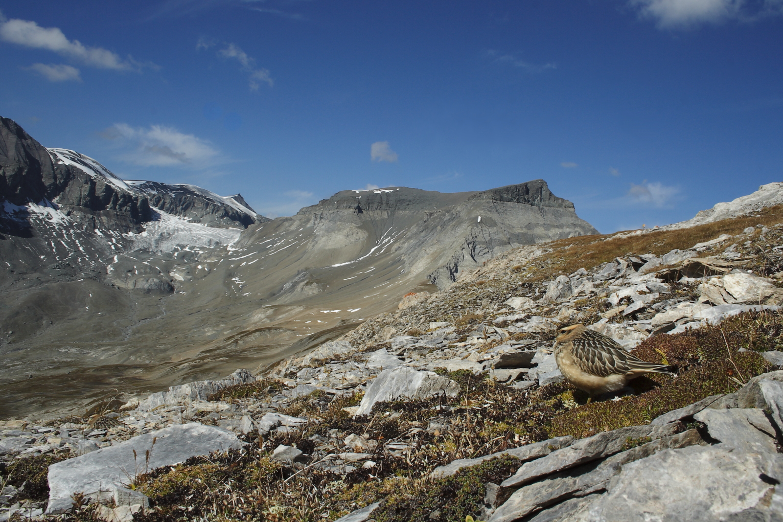 Mornellregenpfeifer im Rasthabitat