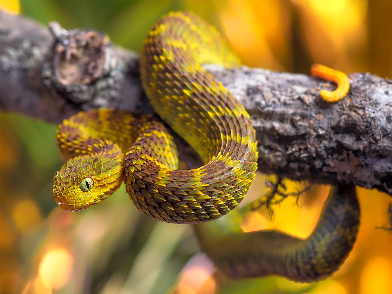 Atheris squamigera