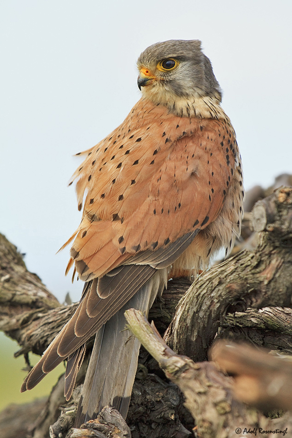 Turmfalke (Falco tinnunculus) ♂