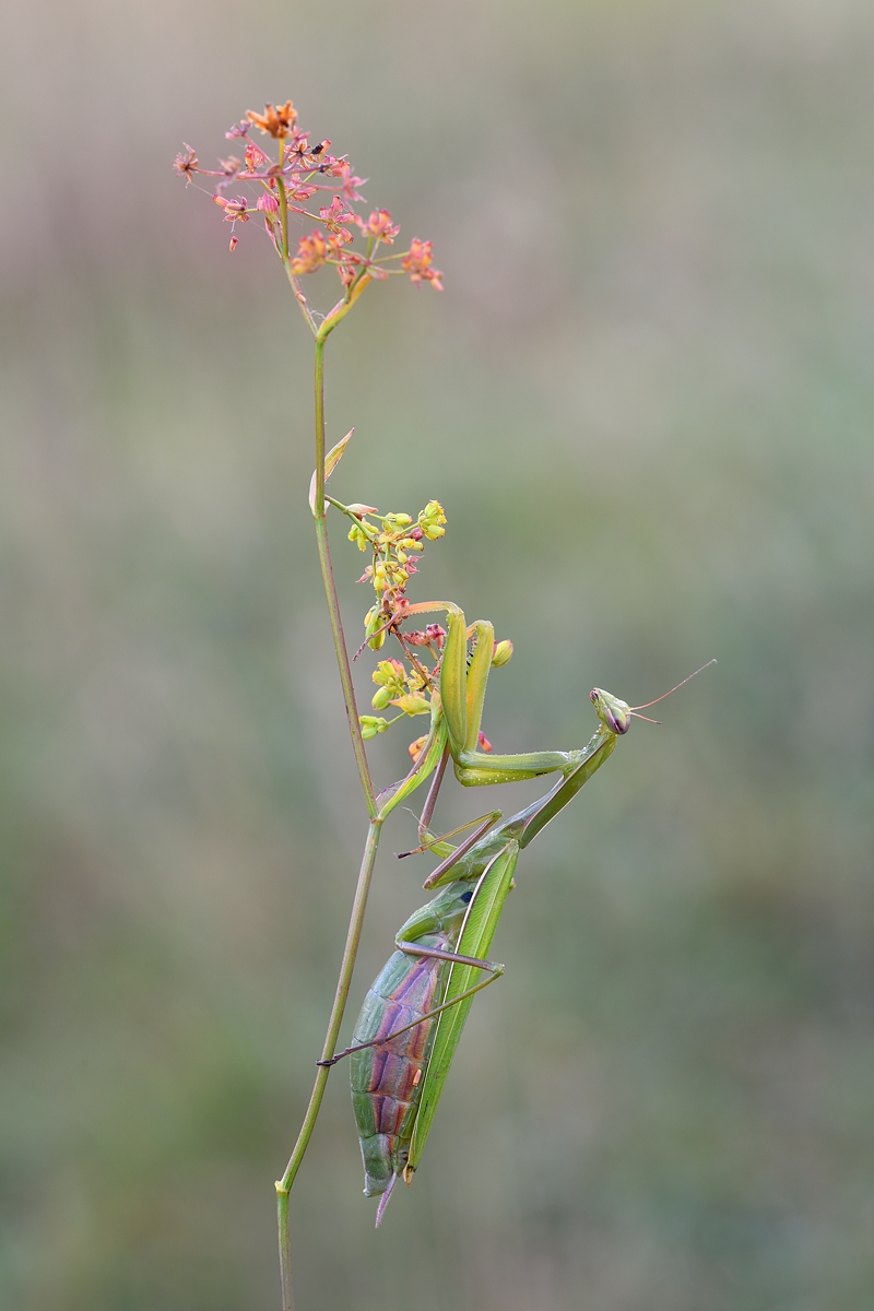 Mantis Religiosa