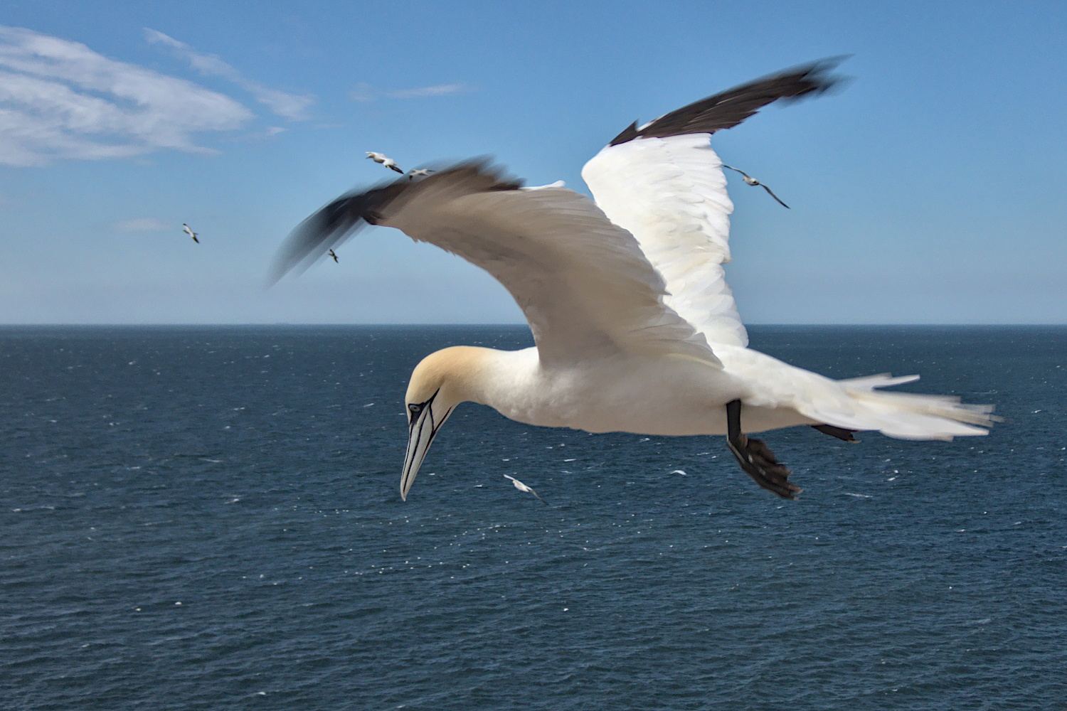 Basstölpel im Flug