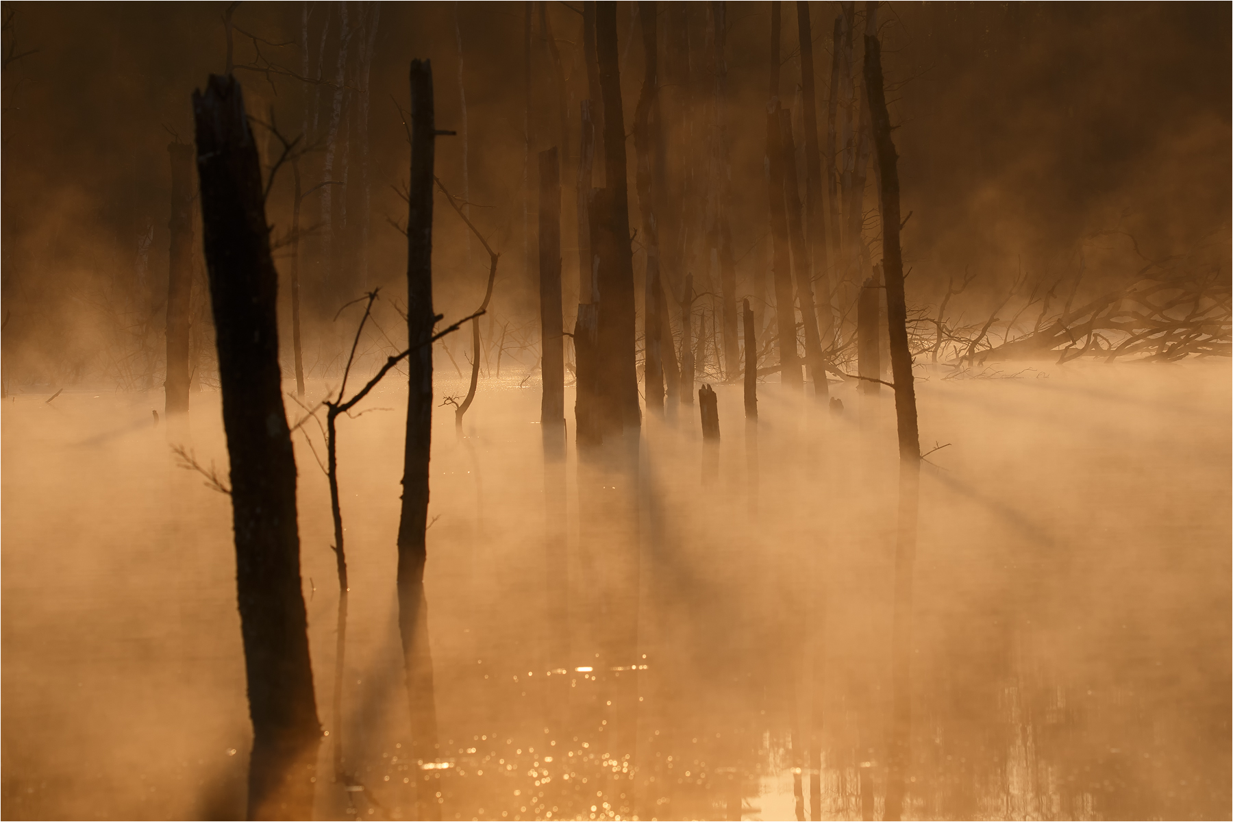 Nebel