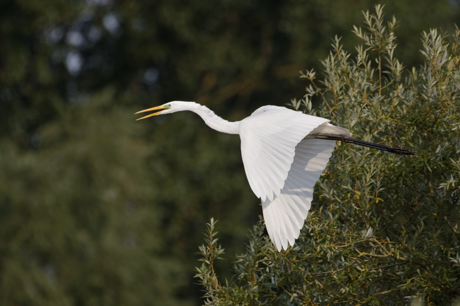 Silberreiher im Flug