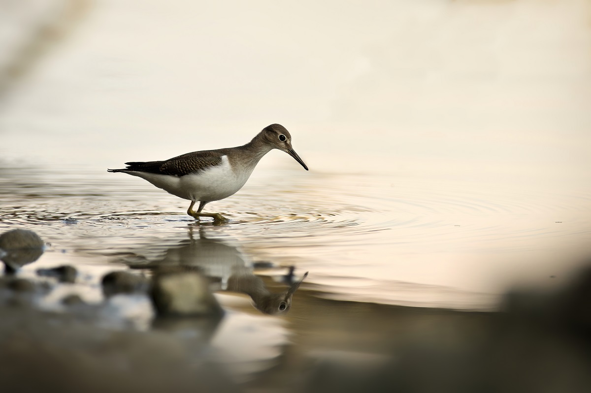 Flußuferläufer an der Isar