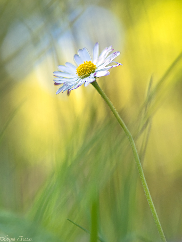 Nur ein Gänseblümchen