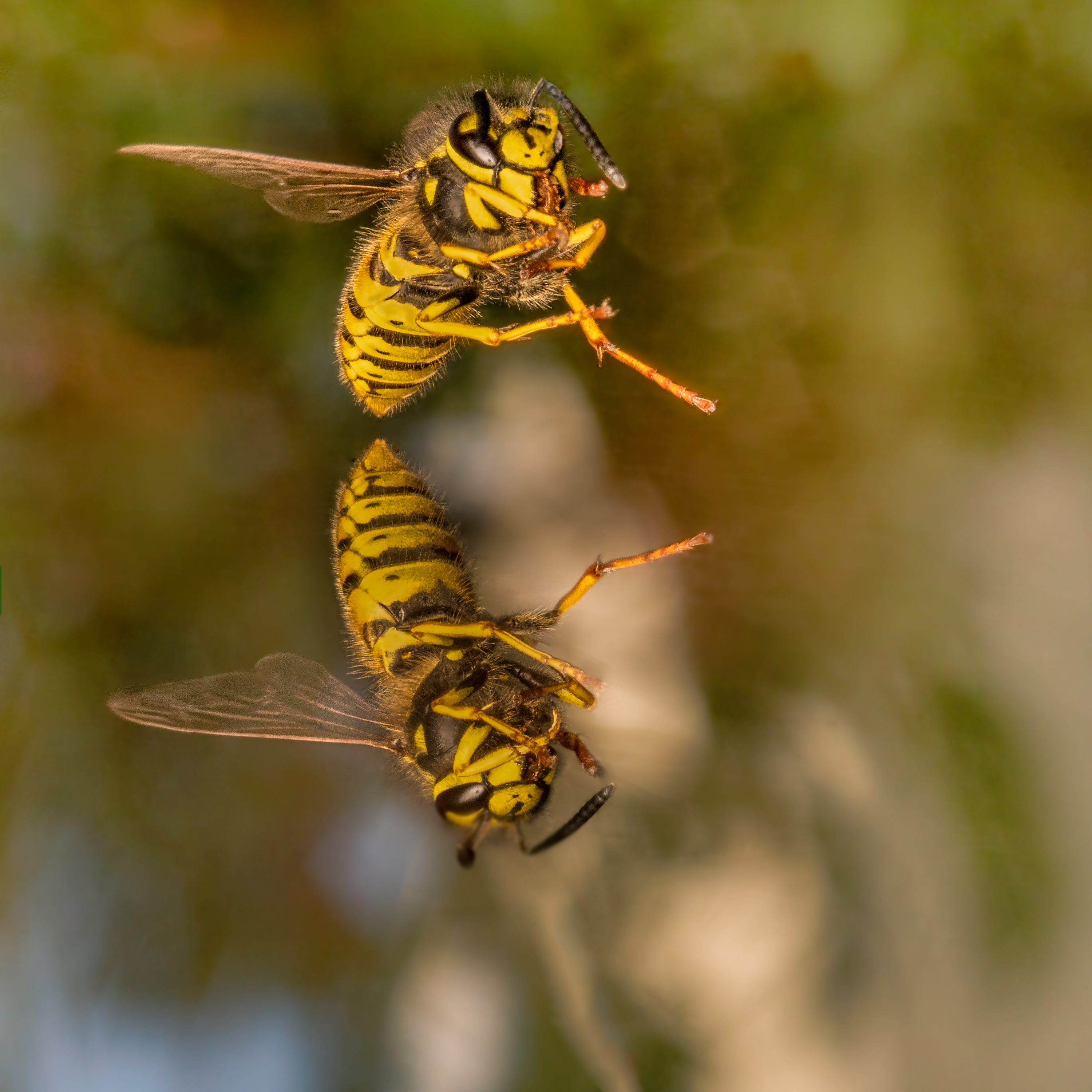 Syncronflug der Wespen