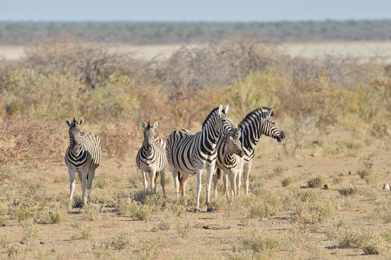 Steppenzebras