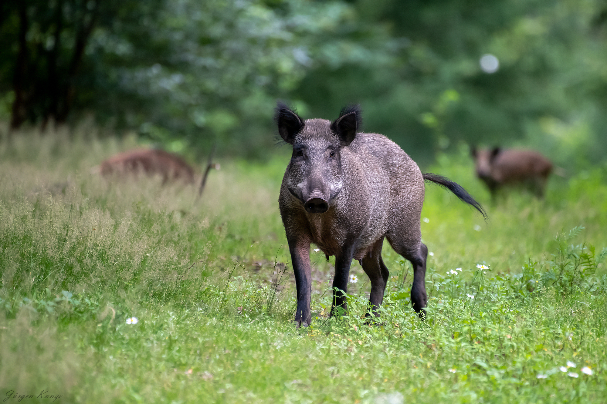 keinen-schritt-weiter-forum-f-r-naturfotografen