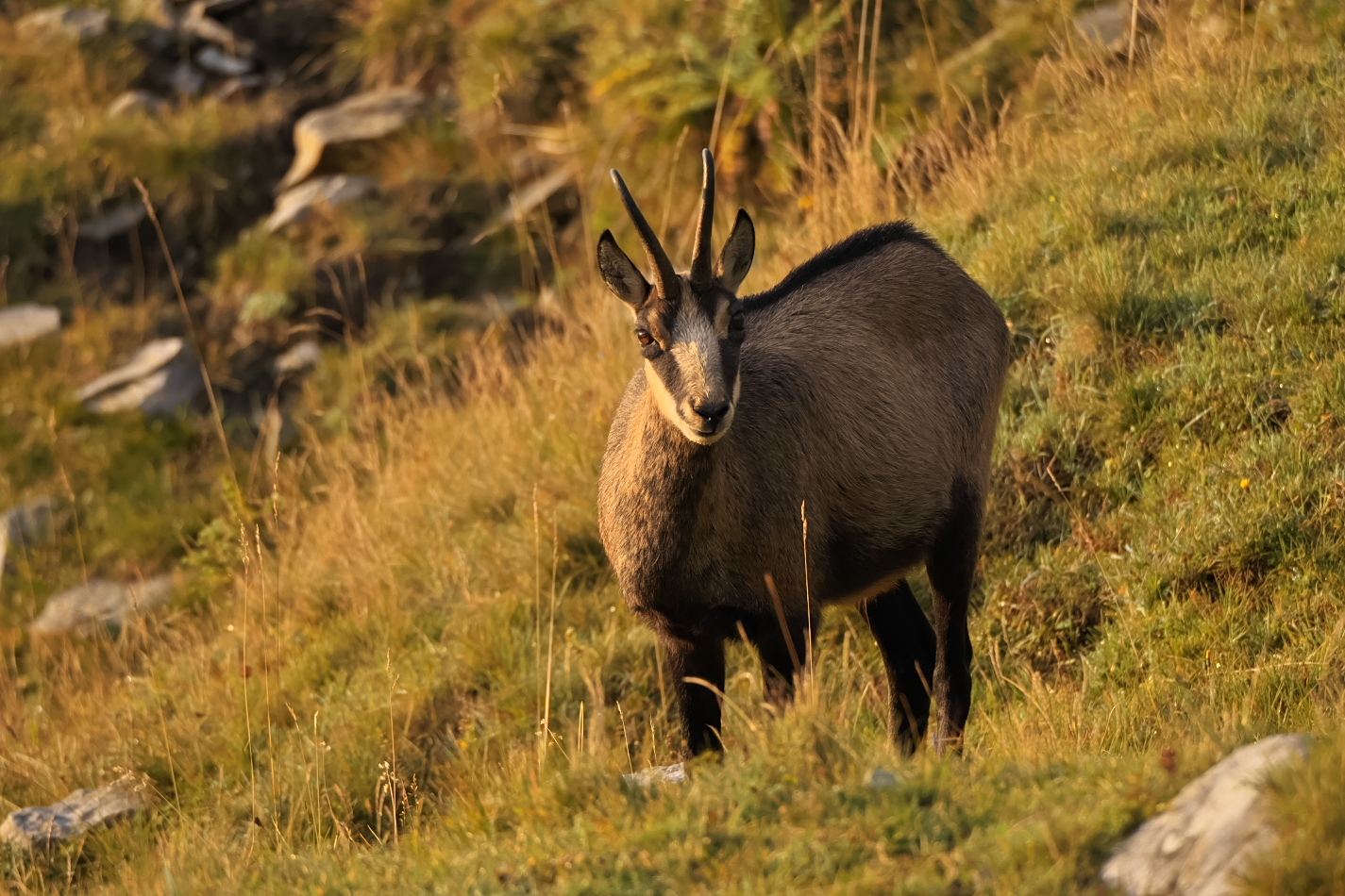 Gams (Forum für Naturfotografen)