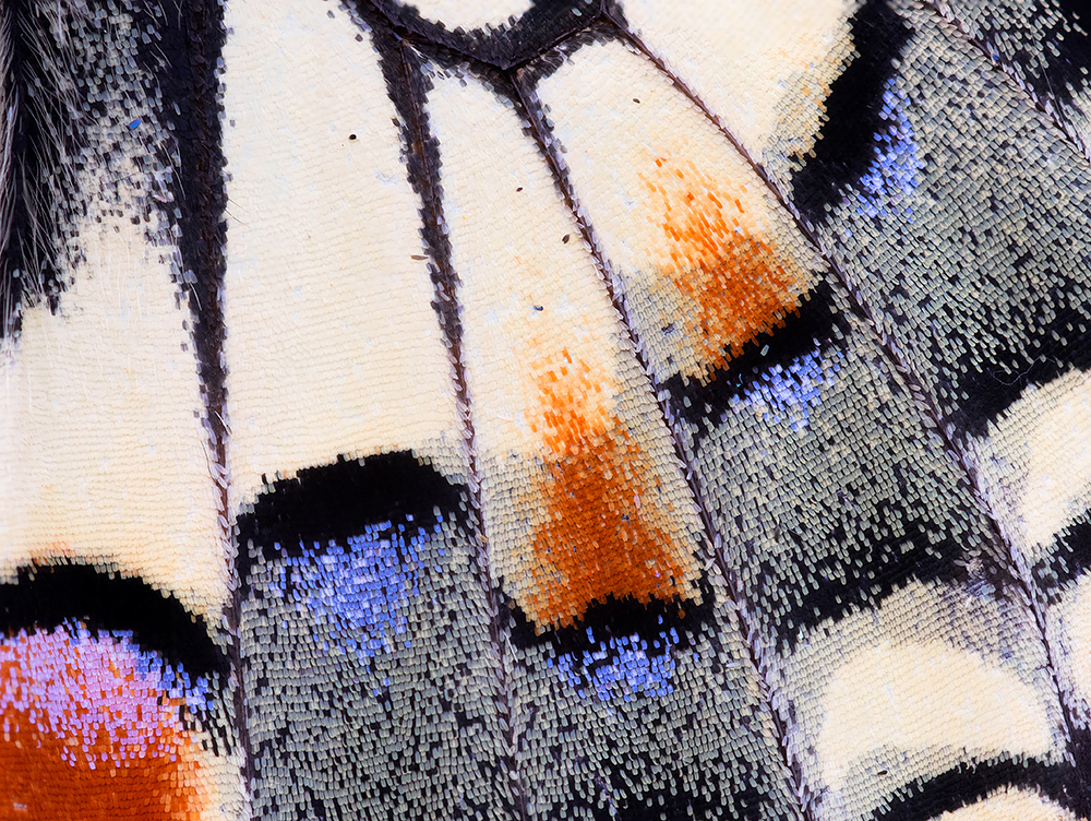 Schuppendetail