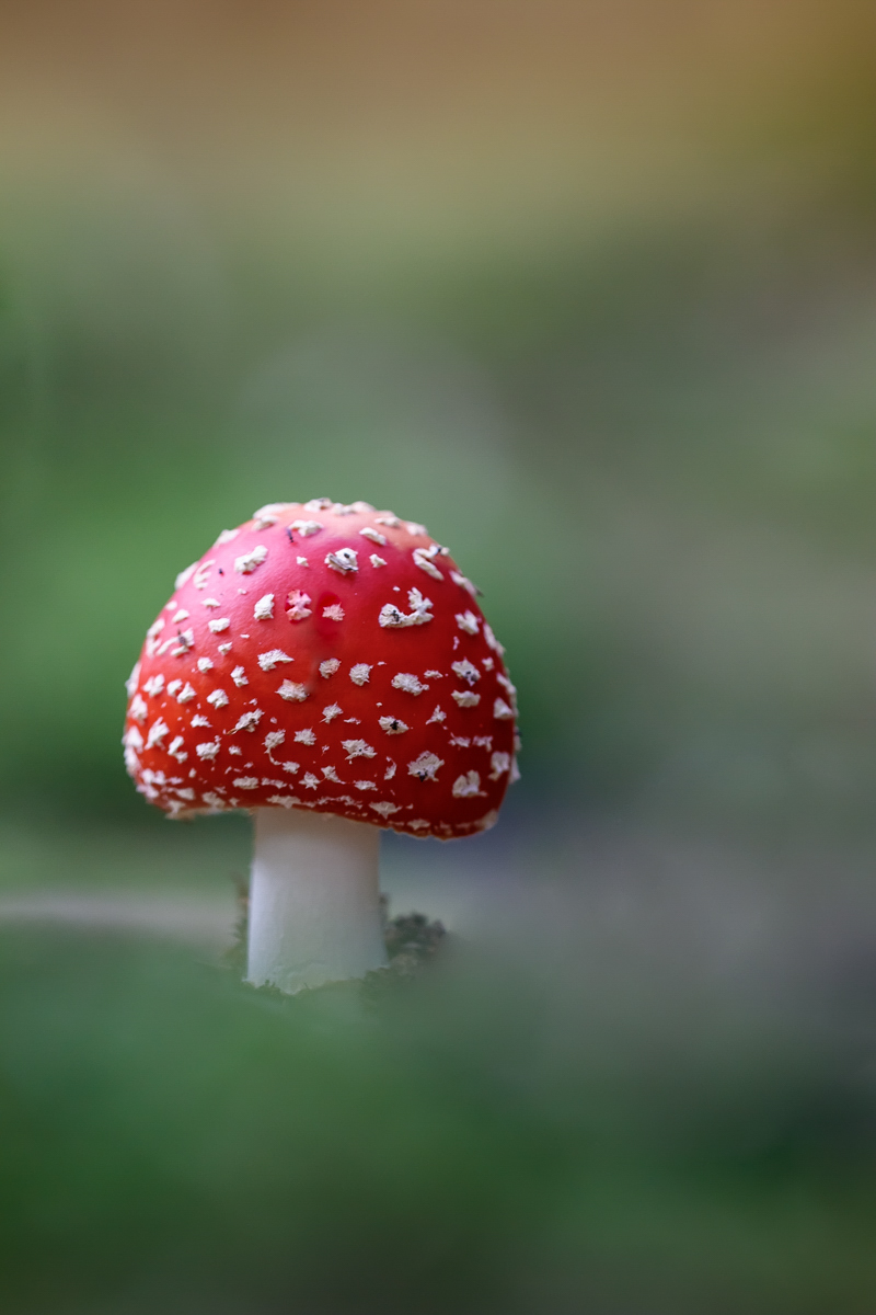 Fliegenpilz im Nadelwald