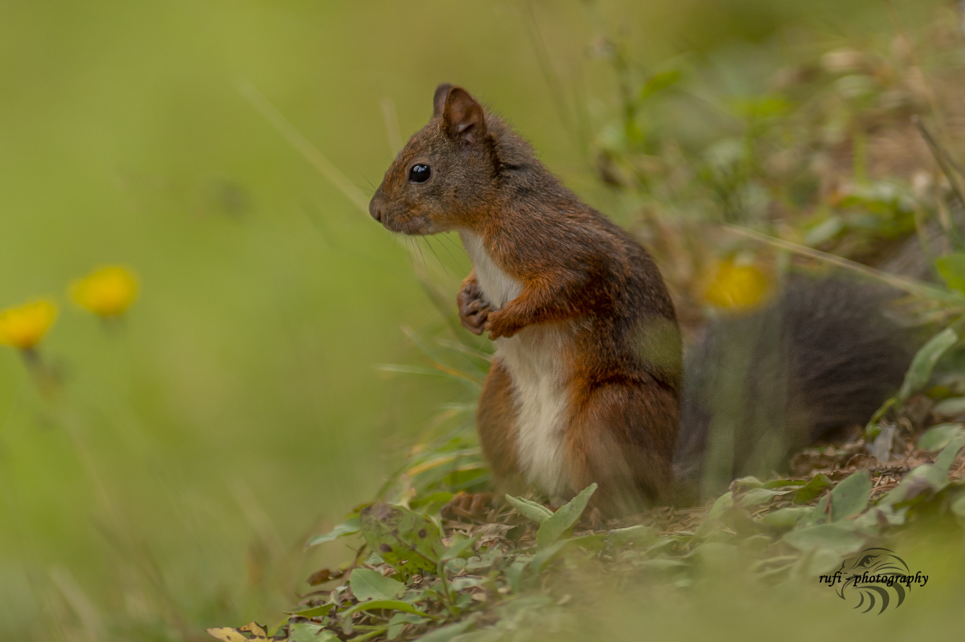 Eichhörnchen