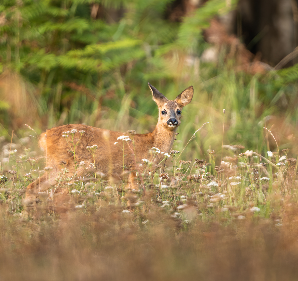 Ein freundlicher und glücklicher Waldbewohner