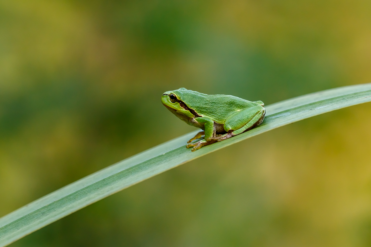 Am Laubfrosch-Tümpel ...