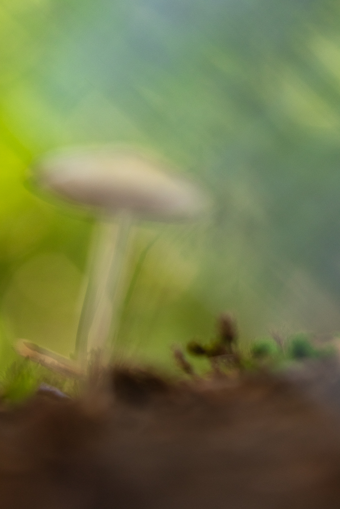 Pilzsaison