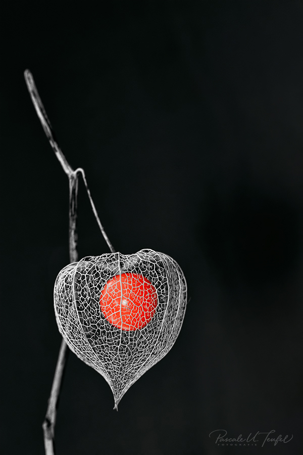 Frucht bringen