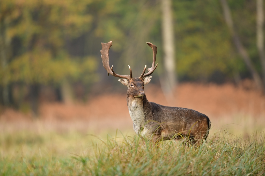 Brunft voraus..