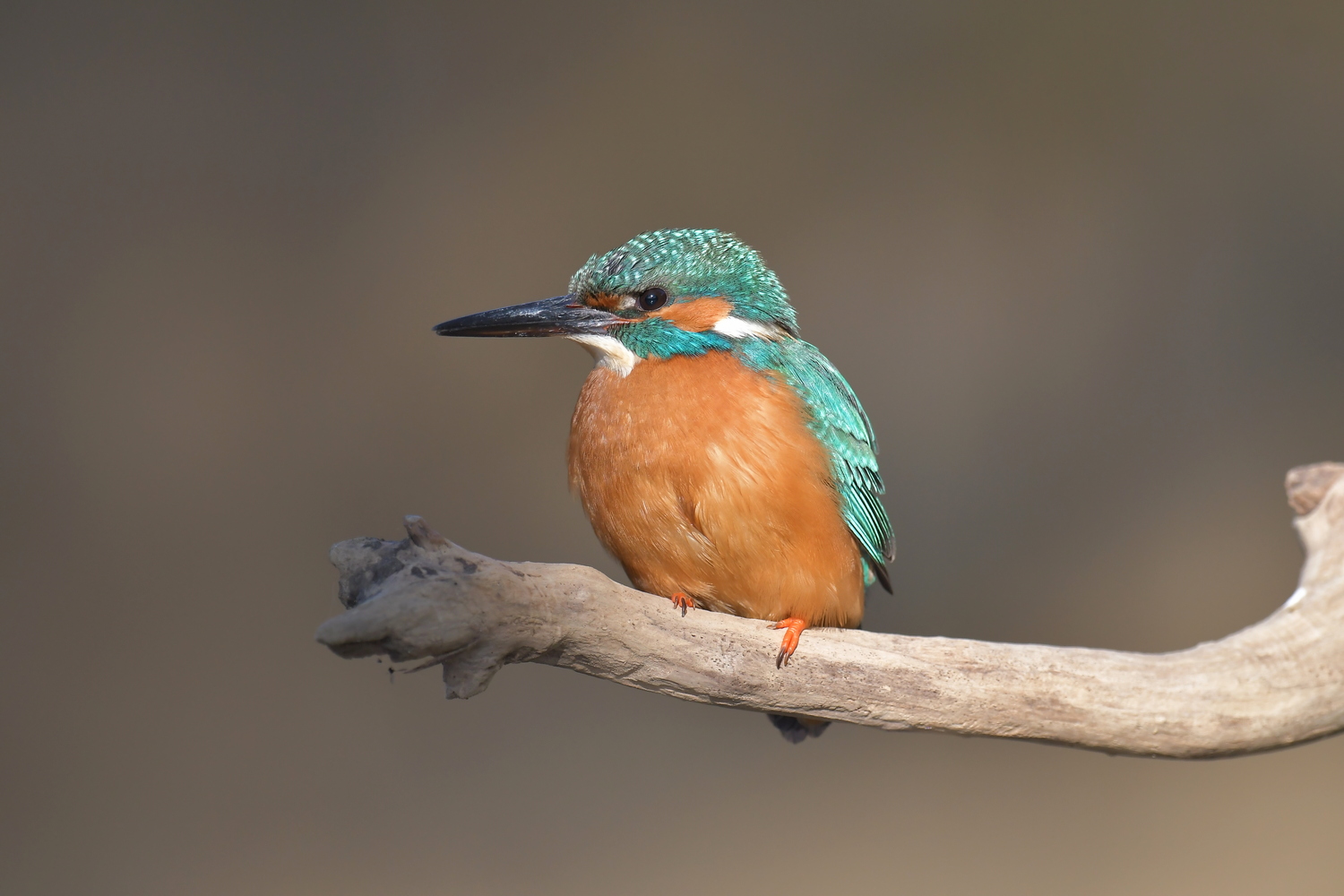 Eisvogel